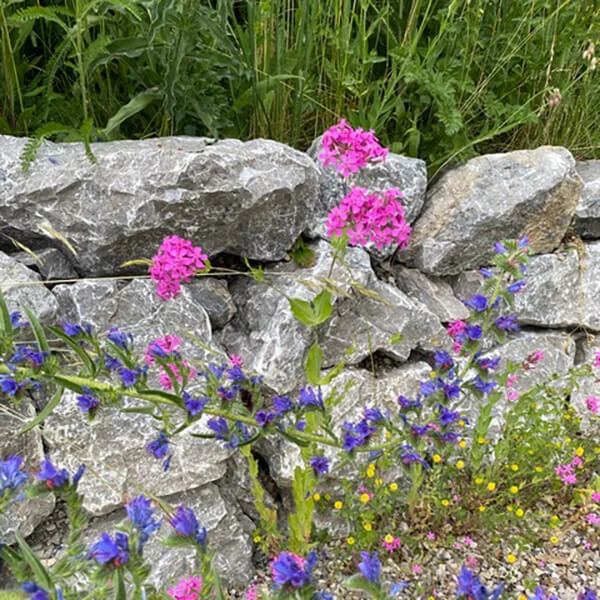 Rosa und lila blumen vor steinmauer in naturnahem garten